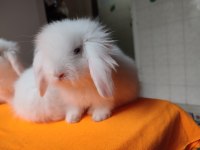 Safkan Hollanda Lop Tavşanı Dişi Prenses Bebiş