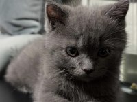 İKİ TATLI YAVRU KEDİMİZ SAHİPLENDİRİLECEKTİR