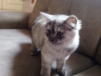 British Longhair 4 Aylık Dişi