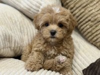 Çift renk özel kore maltipoo yavrular