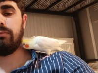 Sultan papağanı 2,5 aylık
