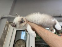 British shorthair blue point