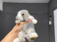 Hollanda Lop Tavşanlarımız