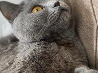 Gönüllü sahiplendirme british shorthair