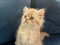 Yavru British longhair Erkek