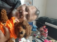 Sahibinden toy poodle
