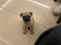 French bulldog ve pug yavrusu