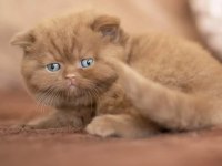 Kakao Tüy Mucizesi Chocolate British Shorthair