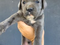 Cane corso blue