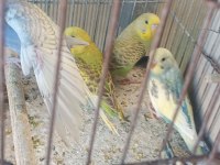 Yeni yeme inmiş yavru bebek muhabbet kuşlar