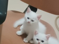 3 Yavru British Shorthair Yeni Yuvasını Bekliyor