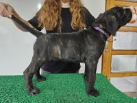 Kıf Fcı Secereli Cane Corso Şampiyon Yavruları Full Aşı