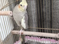Hazır çift sultan papağanı