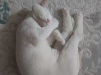 8 aylık erkek british shorthair