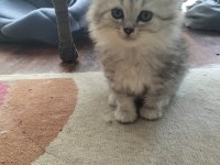 British longhair 2 aylık