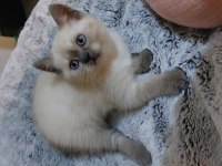 British shorthair blue point erkek