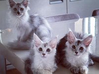 Safkan şecereli Maine coon