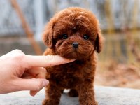 Antıalerjık Toy Poodle Bebeklerım