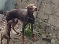 Saf Irk Kızıl Doberman Yavrular