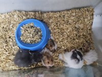 Suriye hamster dişi erkek karışık
