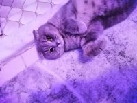Scottish fold kedisi