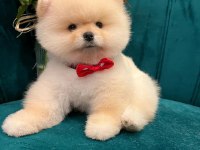Anne Babadan Safkan Pomeranian Yavrularımız