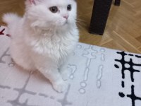 British longhair pamuk uysal kedicik