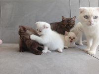 7 haftalık british shorthair