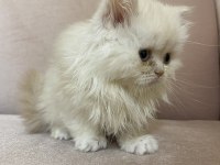 British Longhair, Vena yı sahiplendiriyoruz 2 aylık