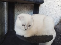 Mavi Gözlü Scottish Fold Prenses