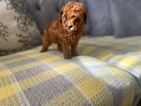 TÜY DÖKMEYEN HİPOALERJENİK TOY POODLE