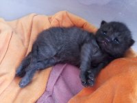 British shorthair yavrularımızı sahiplendiriyoruz