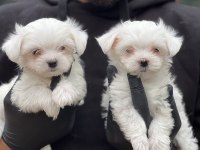 Orjinal kore kan maltese bebekler
