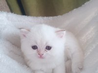 British shorthair golden dişi