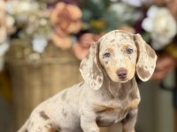 DACHSHUND BEBEKLER BİR ÇOK SEÇENEK İLE ÇİFTLİĞİMİZ