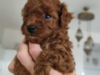 Kore teacup babadan kore teacup poodle bebekler