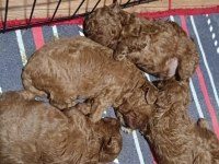 2 aylik orjinal toy poodle