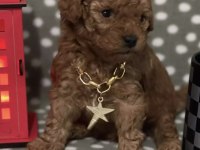 Toy Poodle Yavrusu