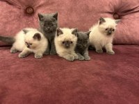 2 aylık yavru british shorthair