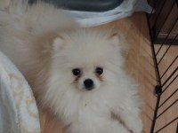 Ayı Yüz Pomeranian Boo