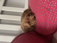 Dişi Red Brown Toy Poodle