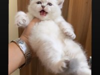SAFKAN MAVİ GÖZ AYICIK SURATLI BRİTİSH SHORTHAİR YAVRULAR