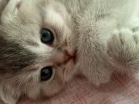 Sevimli oyuncu scottish fold