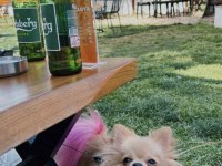 Pomeranian köpeğimiz izmir