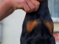 Yurt dışı kan hattı doberman yavrular