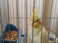 Lutino 8 aylık veteriner bakımlı sultan papağanı