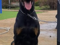 Üst segment yurt dışı hypertype doberman dişi yavrular