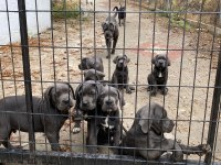 DEV CANE CORSO YAVRULARI