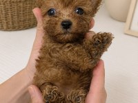 MALTİPOO MİCRO TEACUP KORE