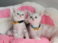 A kalite silver British shorthair bebeklerim 